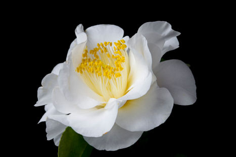 black and white flowers with color. Camellia white flower