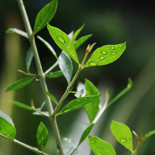 Henna Plant Meaning In English