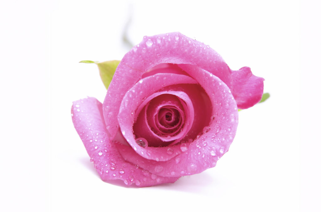 beautiful dewy pink roses isolated on white background