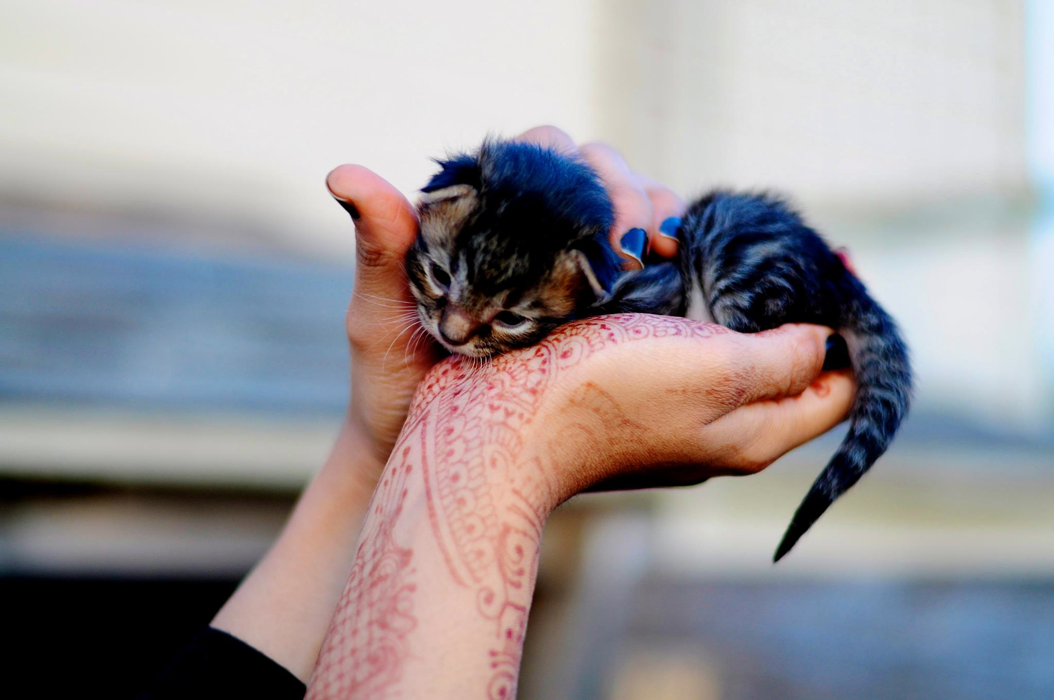 henna craze kitten